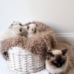 Olga Profile Photo - Breeder