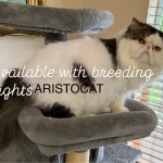 Yasmin Profile Photo - Breeder