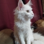 Denise Profile Photo - Breeder