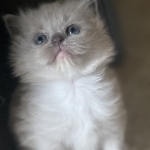 KATS Ravishing Ragdolls Profile Photo - Breeder