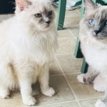 KATS Ravishing Ragdolls Profile Photo - Breeder