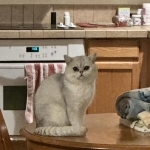 Angela Profile Photo - Breeder