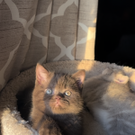 Mckell Profile Photo - Cattery