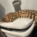 Eloy Profile Photo - Cat Lover