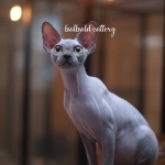 Balbald Profile Photo - Cattery