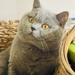 Nikki Rickard Profile Photo - Cattery