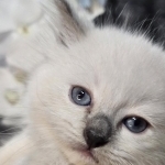 Leo Profile Photo - Breeder