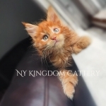 Ny Kingdom Cattery Profile Photo - Cattery