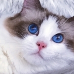 RaptureRagdolls Profile Photo - Breeder