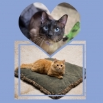 Cassandra Profile Photo - Breeder