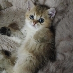 Riashe Profile Photo - Cat Lover