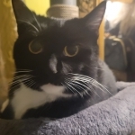 Lana Profile Photo - Cat Lover