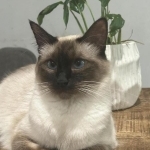 Nathalie Profile Photo - Breeder