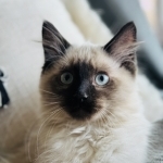 Nathalie Profile Photo - Breeder