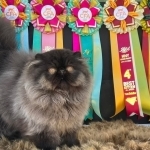 Ning Strauss Profile Photo - Cat Lover