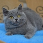 CatsdogsUSA Profile Photo - Cattery