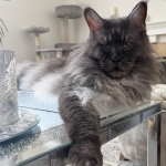 MaineCoon Legion Cattery Profile Photo - Cattery