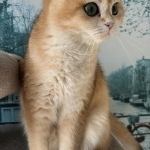 Irina Profile Photo - Cattery