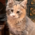 Bion Profile Photo - Cattery