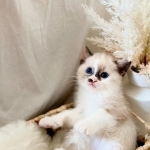 Ling Profile Photo - Breeder