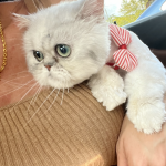 Elise Profile Photo - Breeder