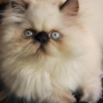 JEnchantment Profile Photo - Breeder