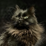 Mountain Ragdolls Profile Photo - Breeder