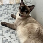 Marilyn & Gisselle Profile Photo - Cattery