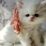 Passion Persians Profile Photo - Breeder