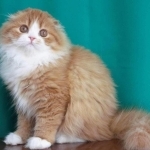 Elena Profile Photo - Breeder