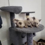 Jay Profile Photo - Breeder
