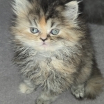 Sugar Profile Photo - Cattery