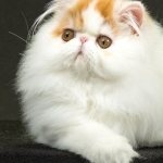 Kanjo Persians Profile Photo - Cattery