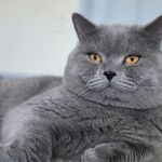 Oksana Profile Photo - Breeder