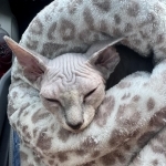 Net Profile Photo - Breeder