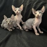 Nette Profile Photo - Breeder