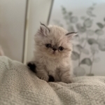 Sumbal Profile Photo - Breeder