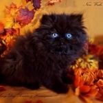 Lazy Day Persians Profile Photo - Breeder