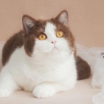 Sasha Aka Uzzi Profile Photo - Cattery