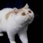 Mewtopia Exotics Profile Photo - Cattery