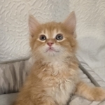 Julie Profile Photo - Cat Lover