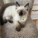 Umber Profile Photo - Breeder