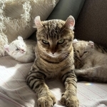 Danielle Profile Photo - Cattery