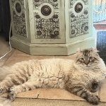 Danielle Profile Photo - Cattery
