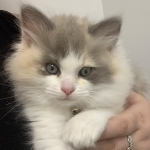 Pandora Ragdolls Profile Photo - Cattery