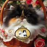 Dynasty Profile Photo - Cattery