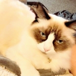 Laura Profile Photo - Cat Lover