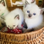 Diane Profile Photo - Breeder