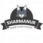 Maine Coon Cattery Profile Photo - Breeder