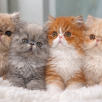 Wishmaker Profile Photo - Breeder